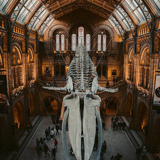 London Natural History Museum